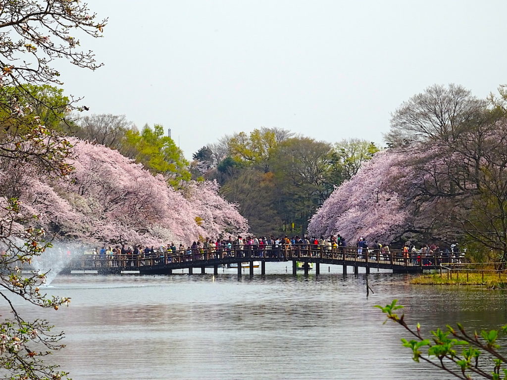 Inokashira Park, on one page charms and highlights quickly, Tokyo ...